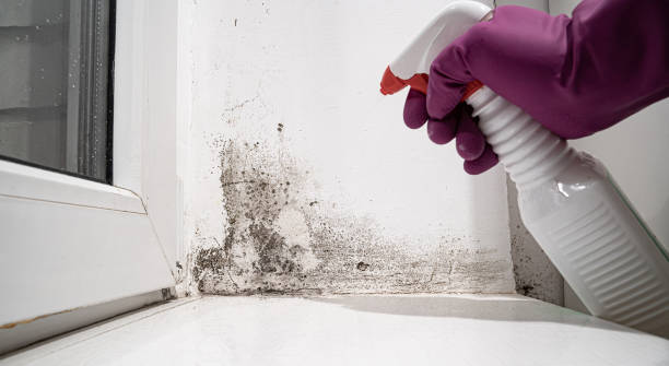 Water damage restoration mold remediation in Lakesite, TN